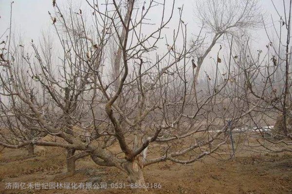 果树休眠期 高效防病虫 